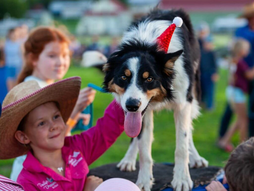 Dog with Christmas hat on during show